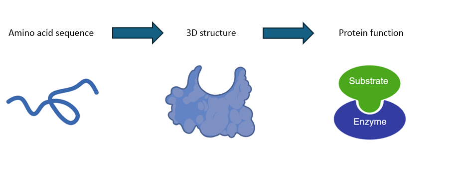 <p>it is determined by the amino acids sequence which determines the d structure </p>