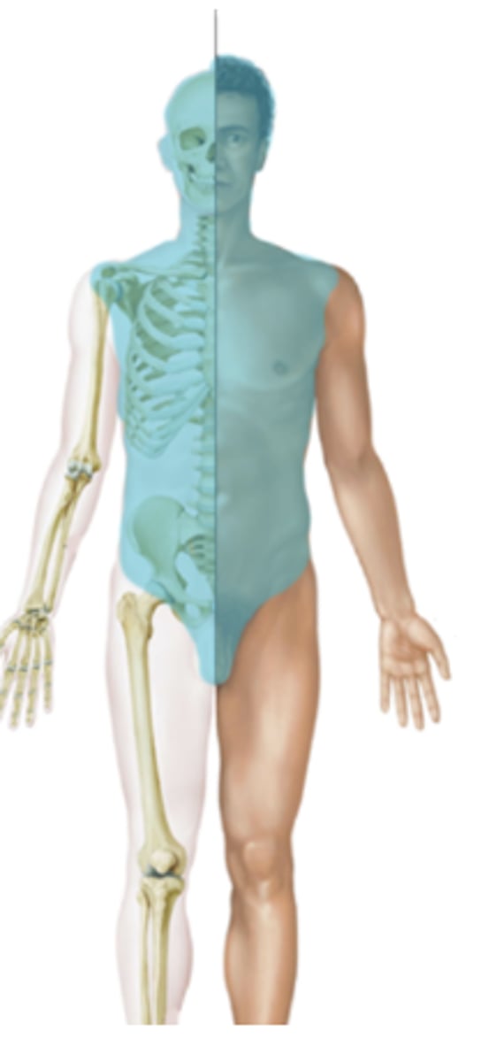 <p>- Forms the main vertical axis of the body</p><p>- Includes head, neck, trunk</p>