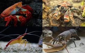 <p>What are these animals?</p>