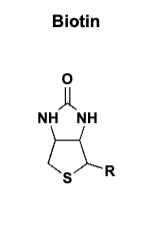 <p>Biotin<br>- carboxylation</p>