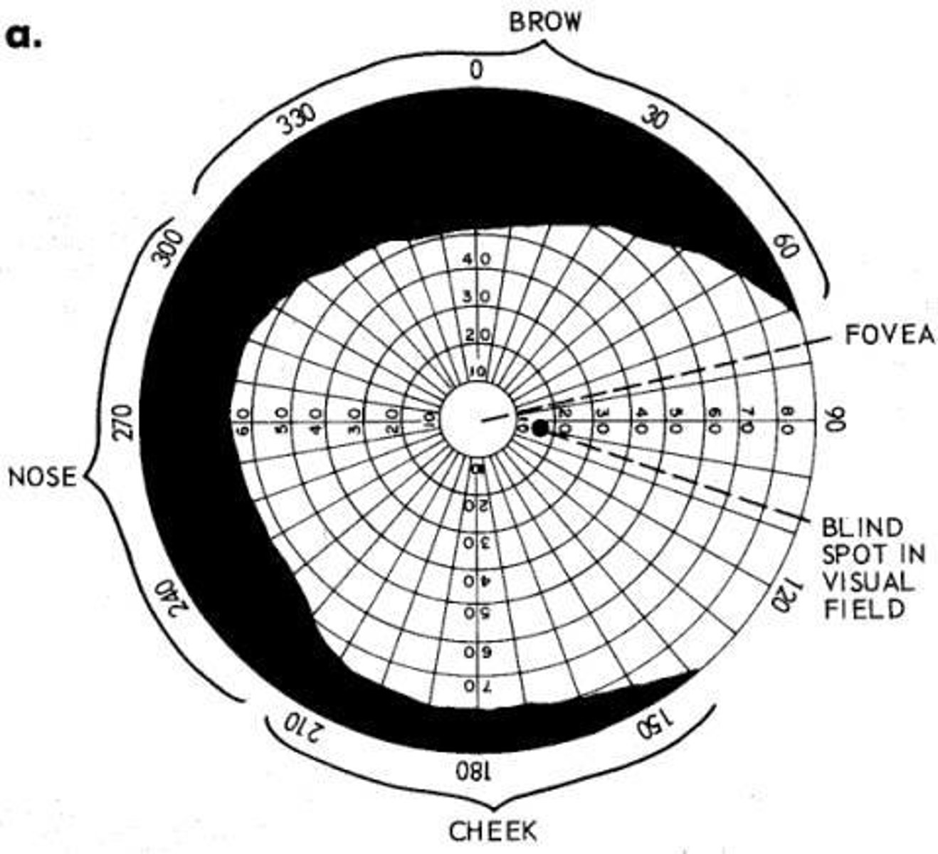 <p>Experiment to measure blind spot and visual field.</p>