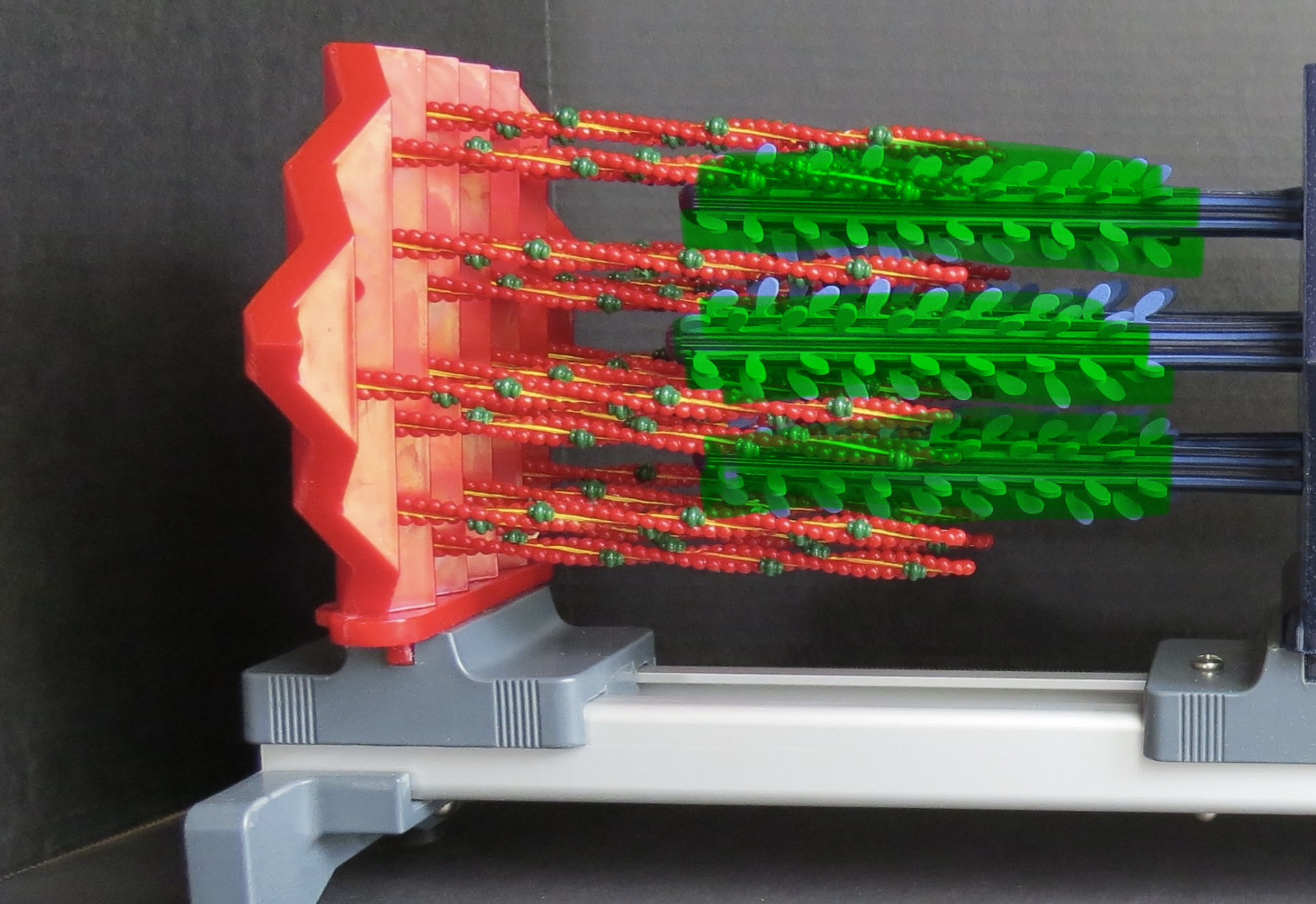 <p>What myofilament is the highlighted structure</p>