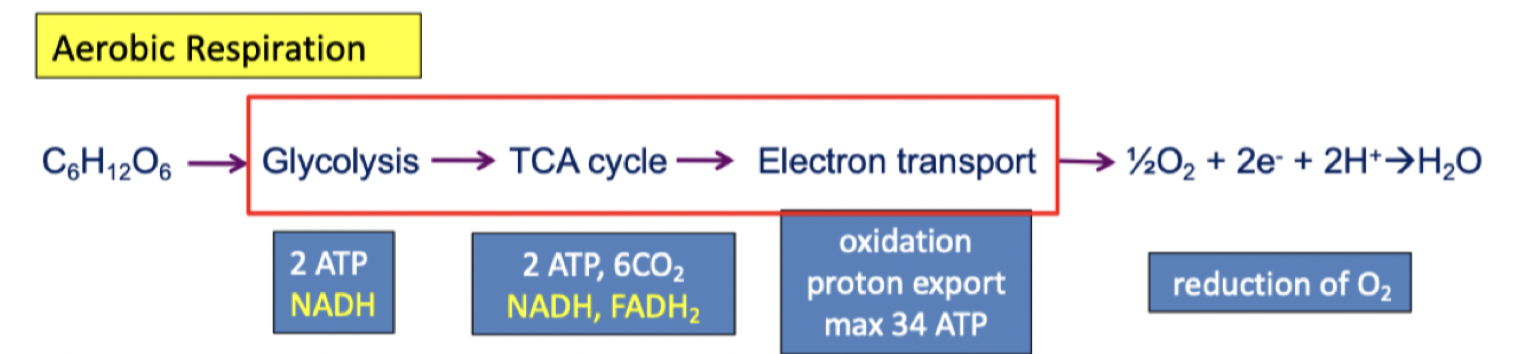 **Citric acid cycle**      