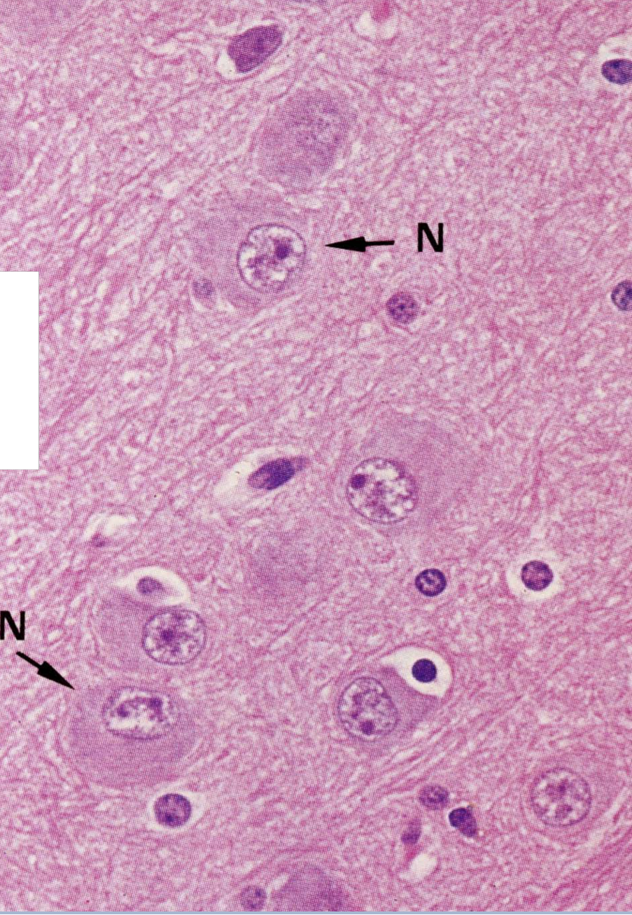 <p>feutrage entourant les neurones constitué par:</p><p>- le réseau très dense que forment les prolongements atonaux et dendritiques des neurones</p><p>+prolongements des cells gliales</p>