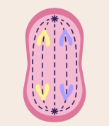<p>what stage of the cell cycle is this?</p>
