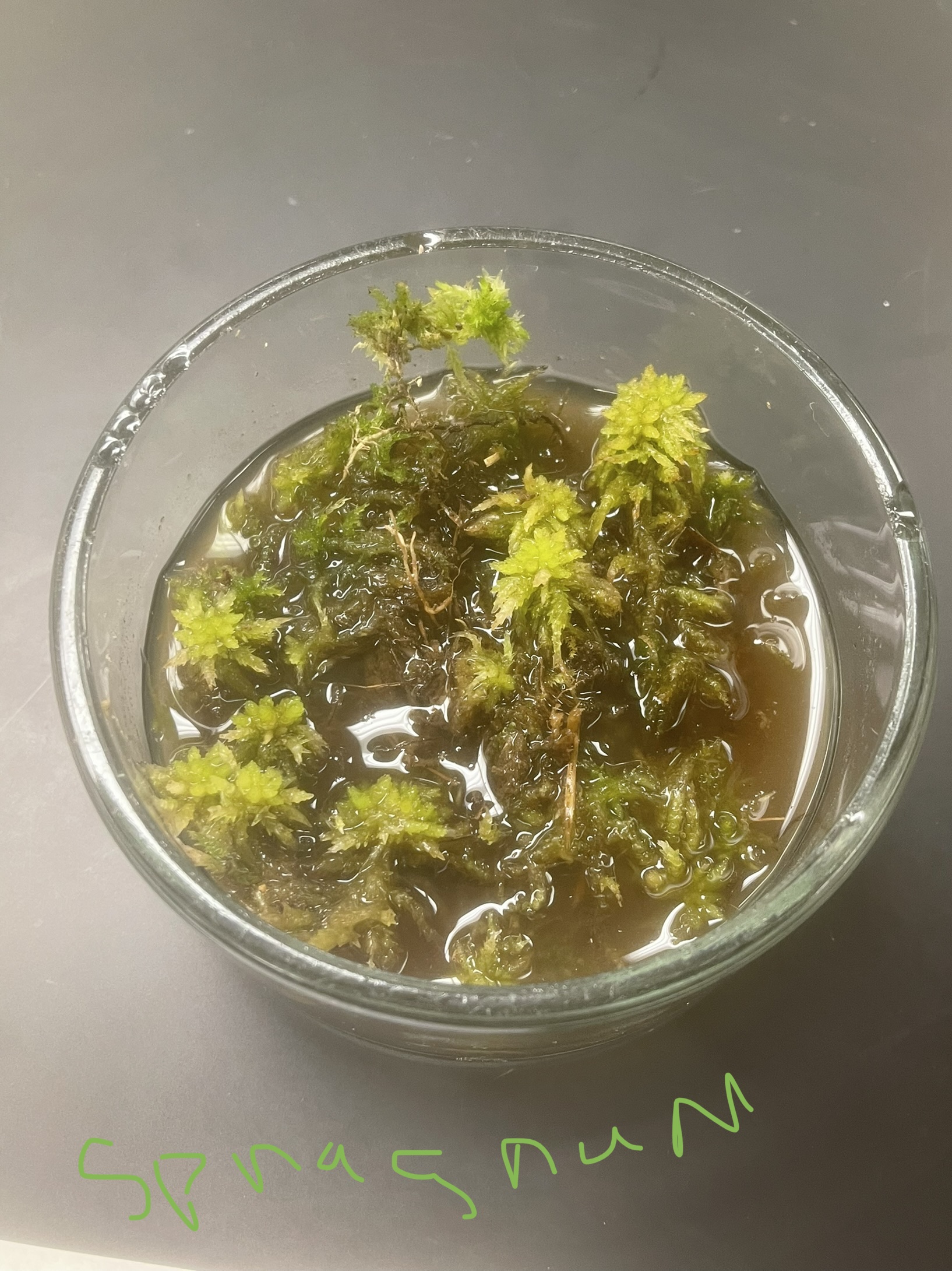 What is the genus and phylum of this plant?