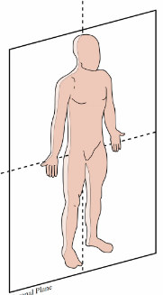 <p>A vertical plane that divides the body into anterior (front) and posterior (back) parts.</p>