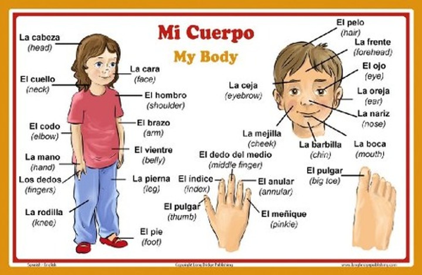 <p>human body</p>