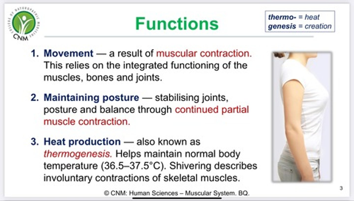 <p>movement, posture, joint stability, heat production</p>