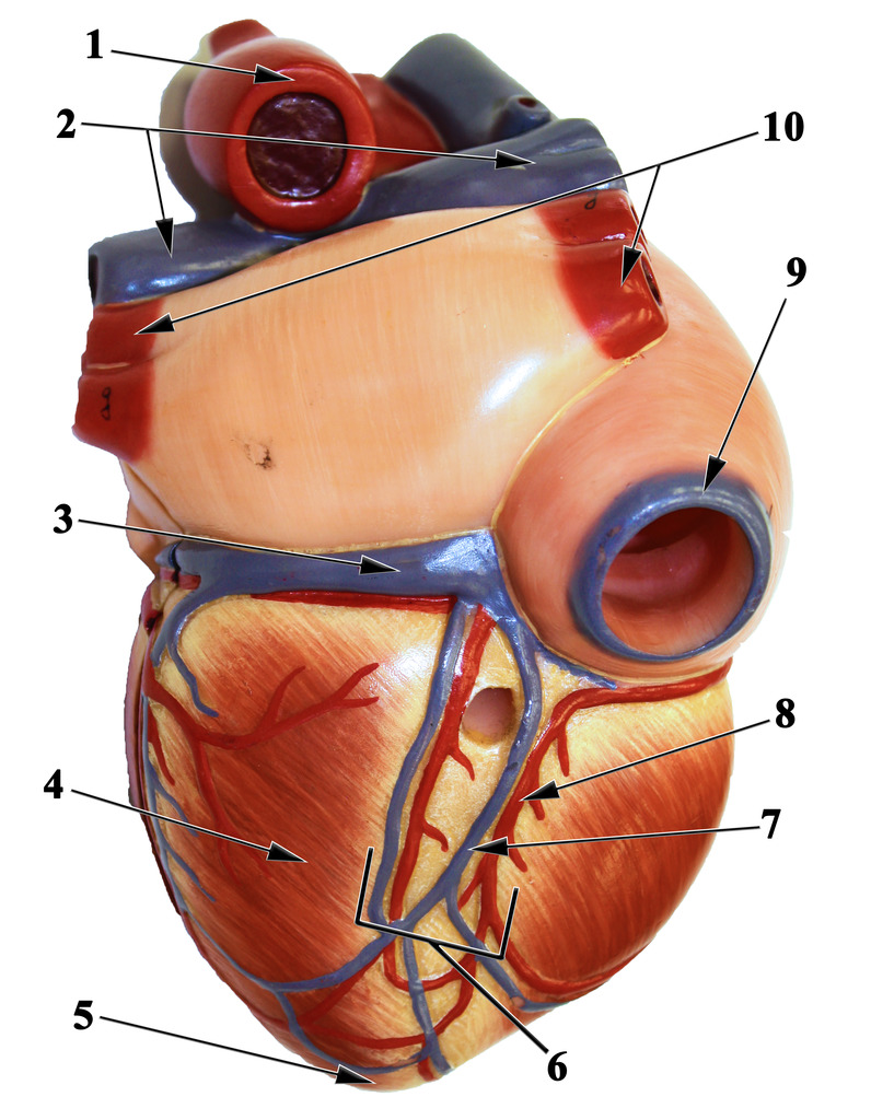 <p>Heart Anatomy Posterior View</p>