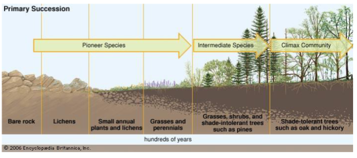 <p>• Some spp. colonize bare sandy soil &amp; prevent nitrogen from leaching out of soil essential for plant growth).</p><p>• Some are “<strong>pioneer species</strong>” in primary succession: they colonize bare rock &amp; help create soil</p><p>• peat bogs are an important reservoir for organic carbon (helps reduce atmospheric CO2 &amp; global warming)</p>