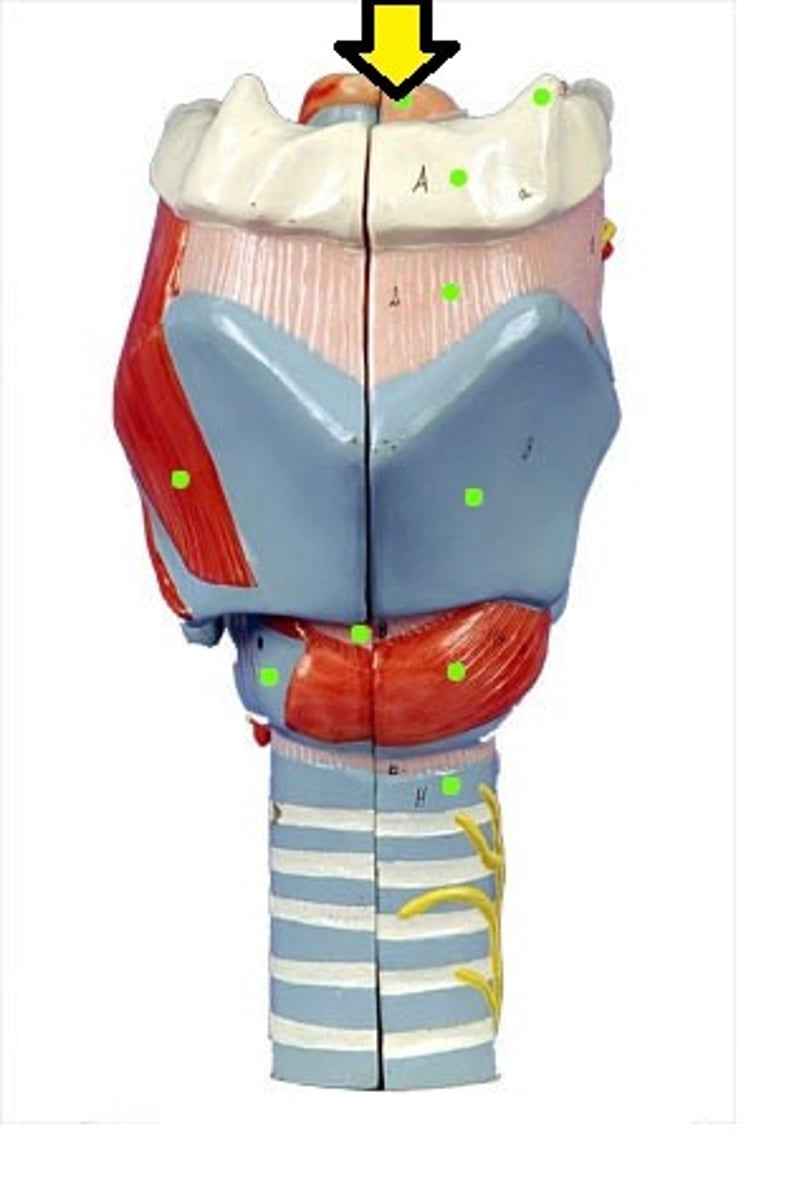 <p>the tongue like structure </p><ul><li><p>structure</p></li></ul><p></p>