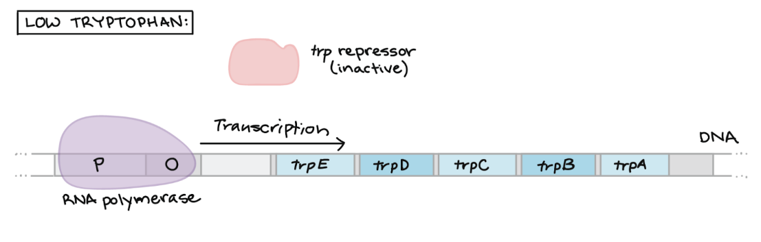 <ul><li><p>Trp repressor protein cannot bind to operator <strong>without</strong> tryptophan</p></li><li><p>RNA polymerase can bind to promoter + transcribe structural genes</p></li><li><p><strong>RESULT → </strong>Trp synthesis enzymes <strong><u>ARE</u></strong> produced</p></li></ul><p></p>
