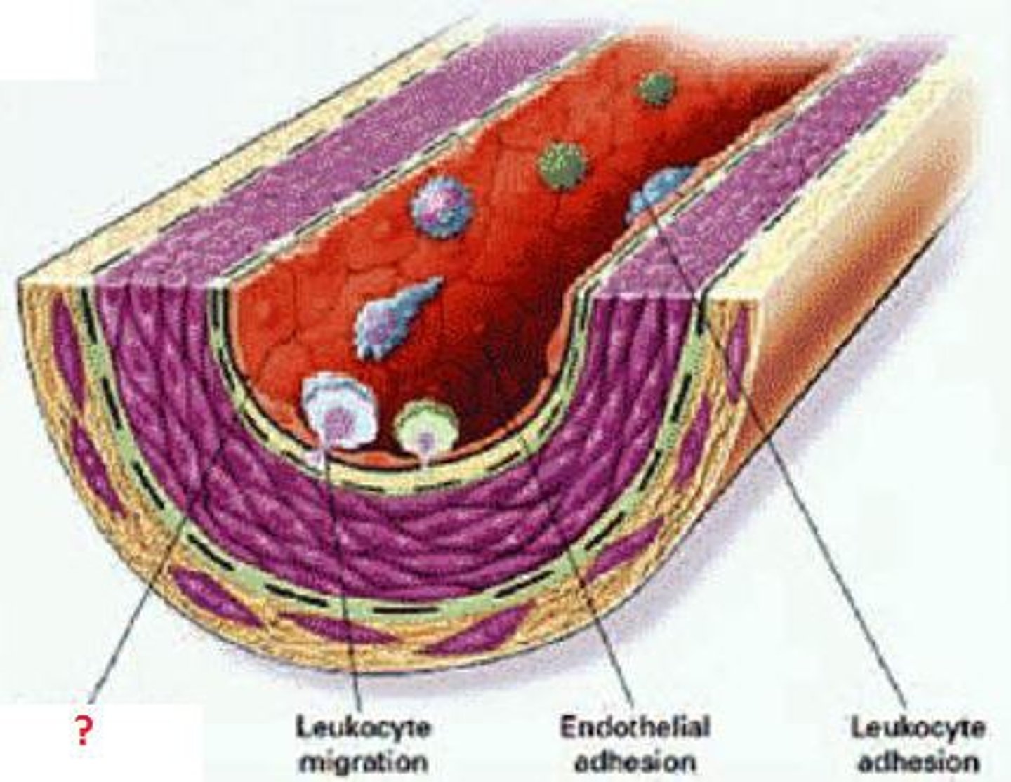 <p>the layer of the epithelial (skin) cells that lines blood vessels</p>
