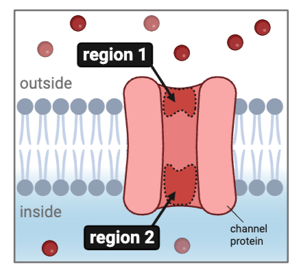 <p>The figure shows a cell membrane with a channel protein.&nbsp; Regions 1 and<strong> </strong>2 contain numerous amino acids with a partial negative charge.&nbsp;</p><p>What types of ions could diffuse through this channel?&nbsp; Select <strong>all</strong> that apply.&nbsp;&nbsp;</p><ul><li><p><span>a. glucose</span></p></li><li><p><span>b. K<sup>+</sup>&nbsp;</span></p></li><li><p><span>c. Cl<sup>-</sup></span></p></li><li><p><span>d. Na<sup>+</sup>&nbsp;</span></p></li><li><p><span>e. Ca<sup>2+</sup></span></p></li></ul><p></p>