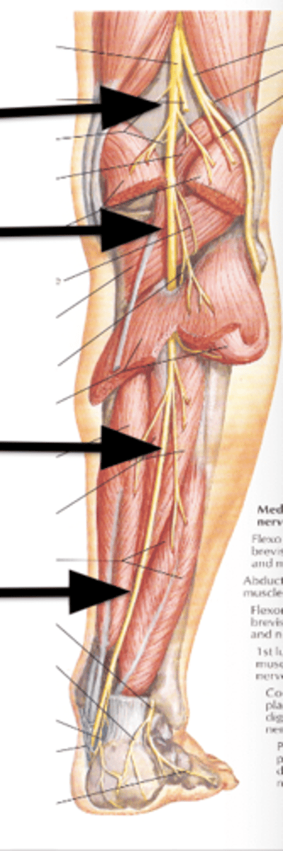 <p>between the heads of gastrocnemius</p><p>deep to soleus</p><p>enters deep compartment of the leg as it continues to course distally </p>