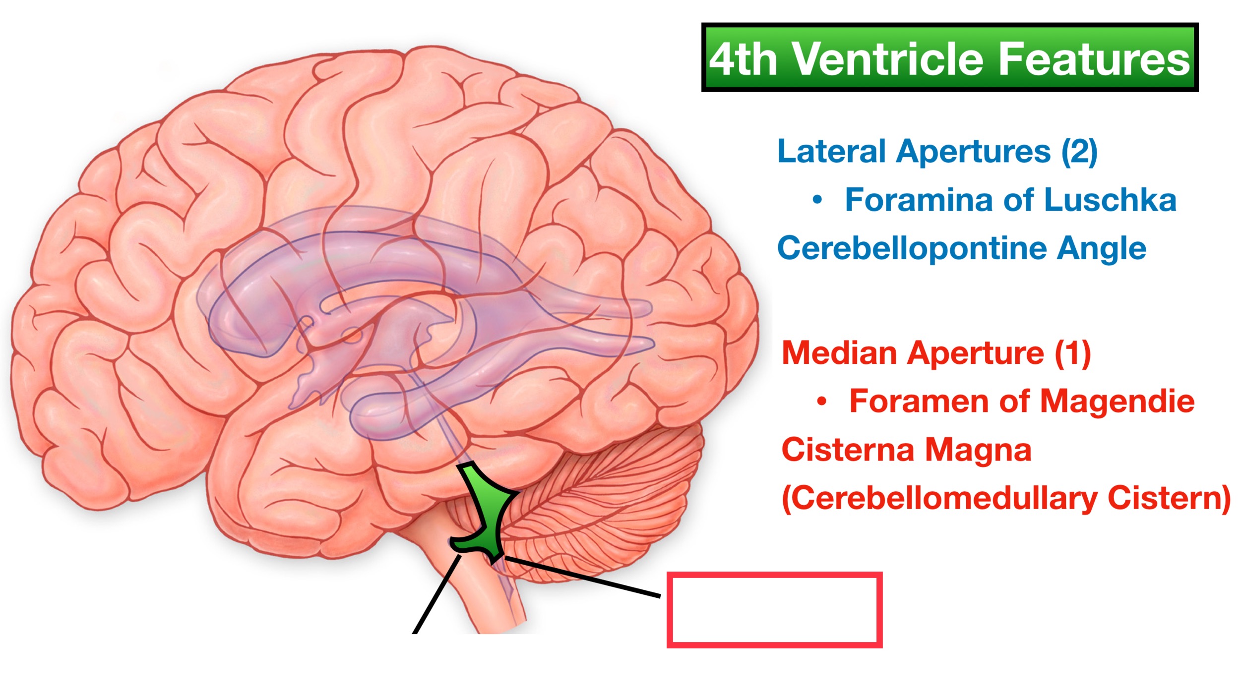 singular opening from the fourth ventricle into the subarachnoid space at the midline between the medulla and cerebellum