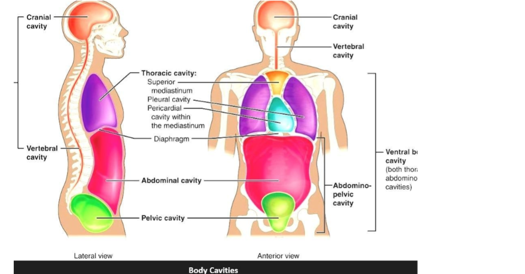 Vertebral Cavity is what?