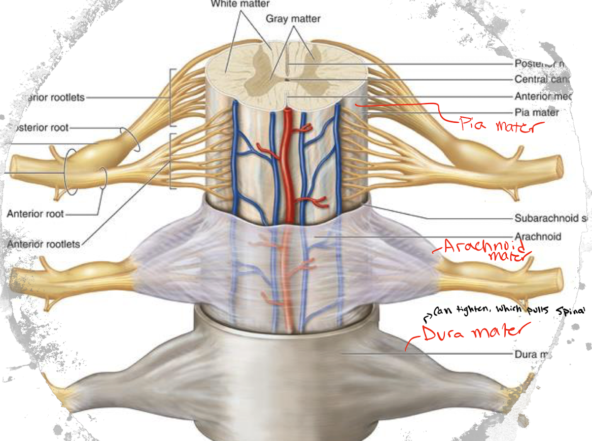 <p>Pia mater (inner) → Arachnoid mater (middle) → Dura mater (outer) </p>