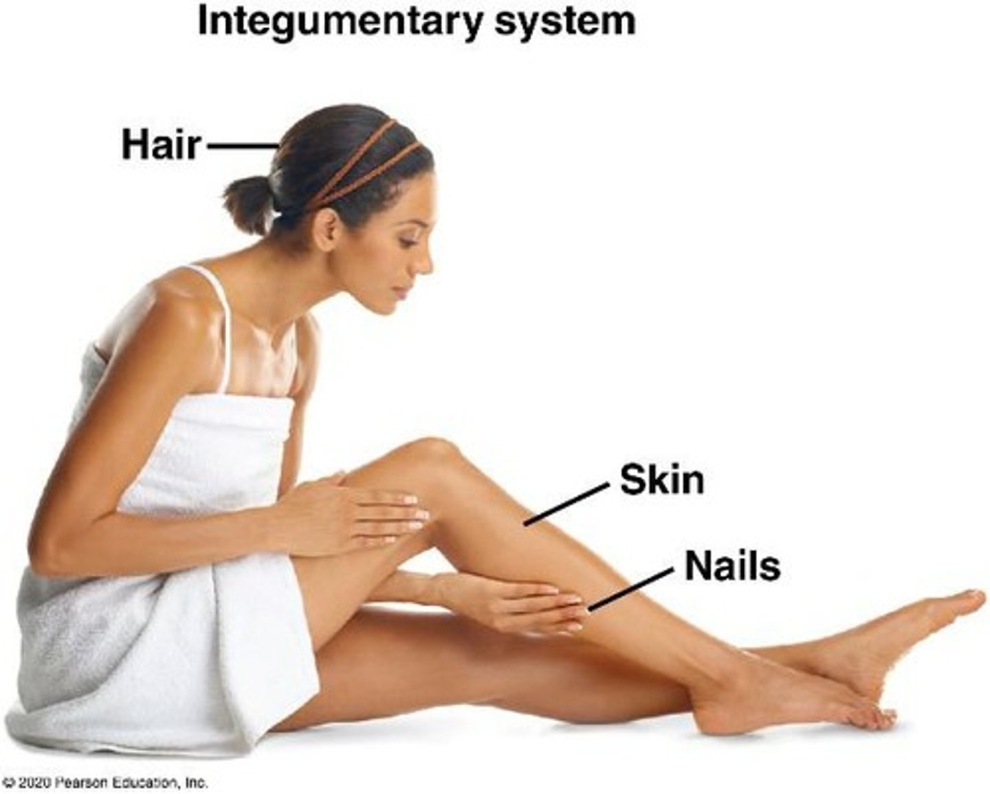 <p>Skin, hair, and nails.</p>