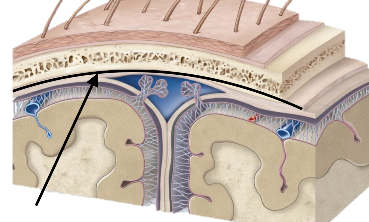 <p>Name the dural mater layer</p>