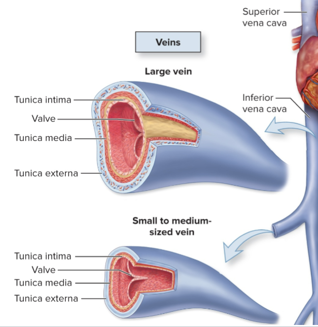 <p>-middle size veins companion vessels w/ muscular arts</p><p>-large companion to elastic arteries</p><p>-have many valves</p>