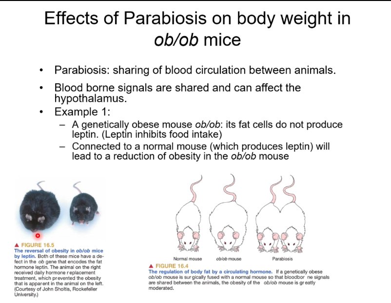 <p>Leptin</p><p></p><p>Example:</p><p>Parabiosis is the surgical joining of two animals so they share a blood supply.</p><p>• Blood-borne signals can act on the hypothalamus to regulate food intake and body weight.</p><p>• ob/ob mice are genetically obese because they do not produce leptin, a hormone that suppresses appetite.</p><p>• When an ob/ob mouse is connected to a normal mouse, leptin from the normal mouse circulates into the ob/ob mouse.</p><p>• This reduces food intake and body weight in the ob/ob mouse.</p><p>• Conclusion: body fat and appetite are regulated by a circulating hormone (leptin)</p>