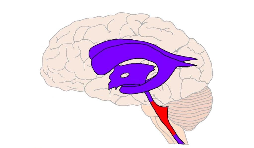 the portion of the ventricular system that is in the region of the brain stem and opens into the subarachnoid space through the median and lateral apertures