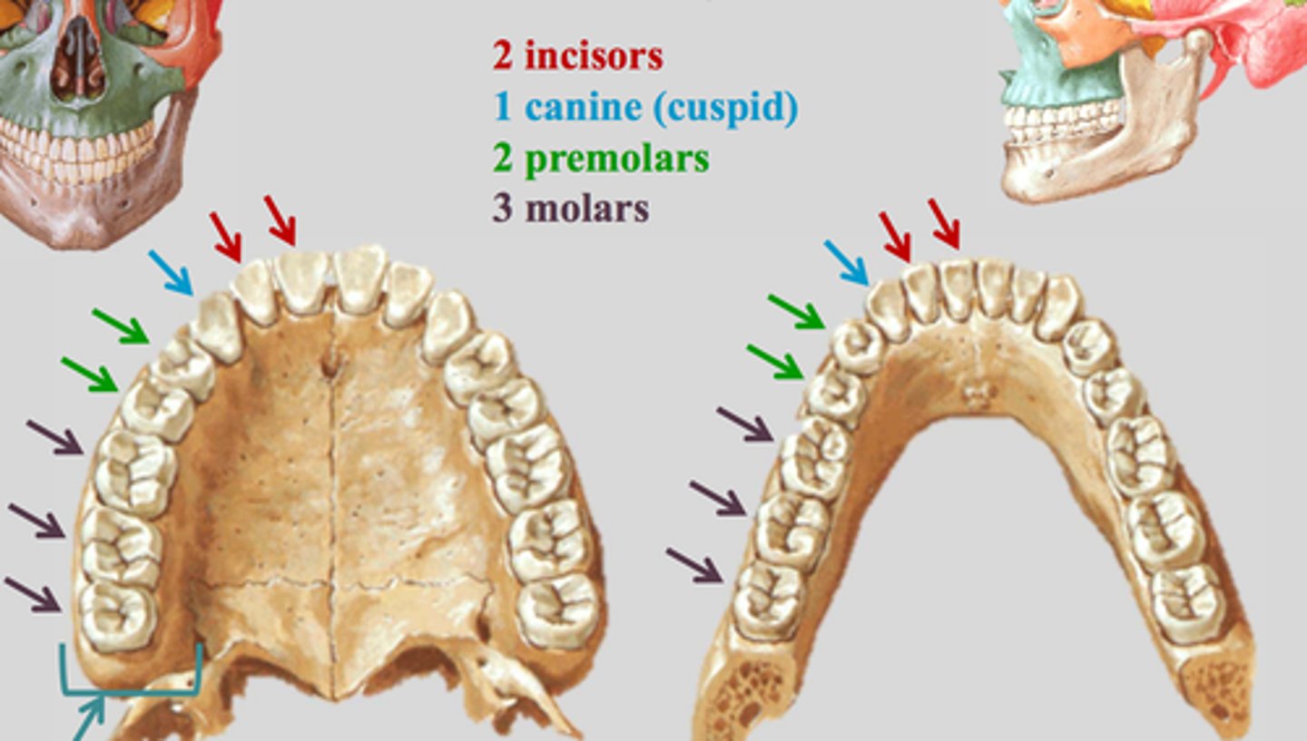 <p>number of each tooth type in each quadrant of the mouth (2:1:2:3) 2 incisors, 1 canine, 2 premolars, 3 molars for humans <br><br>For a newer monkey, (2:1:3:3) 2 incisors, 1 canine, 3 premolars, 3 molars<br><br>theres a max of 2:1:3:3</p>