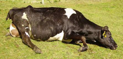 <p>You see a cow in sternal or lateral recumbancy. She is excited, drowsy, or at worst comatose. What nutritional deficiency can cause these clinical signs?</p>