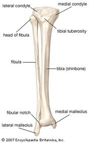 <p>Fibula</p>