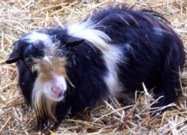 <p>-anorexia, lethargy</p><p>-anuria, oliguria, polyuria</p><p>-azotemia with poor response to appropriate fluids, isosthenuria</p><p>-electrolyte derangements: high P, low K, Ca, Na, Cl</p><p>-weight loss</p><p>-edema with chronicity</p>