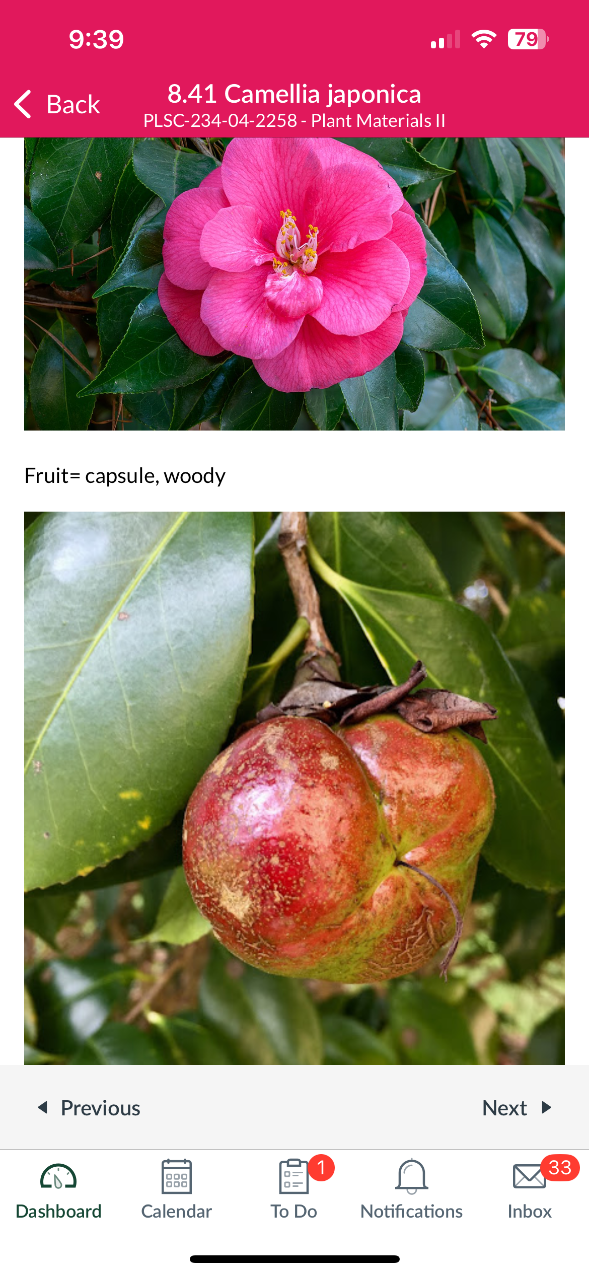 <p>Camellia japonica </p>