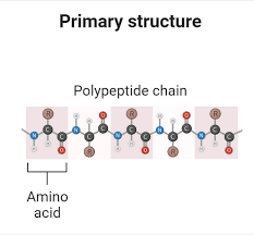 <ul><li><p>the sequence of amino acids forms the polypeptide chain</p></li></ul><p></p>