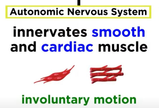 <ul><li><p>Smooth muscle, cardiac muscle, glands</p></li><li><p>Involuntary motion— stimulatory or inhibitory effect</p></li></ul><p></p>