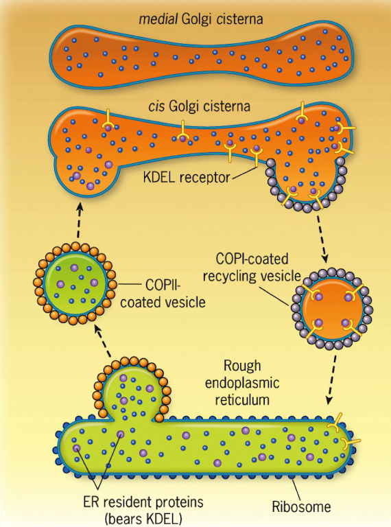 <p>ER → COPII vesicle → cis-Golgi → medial Golgi → trans-Golgi</p>