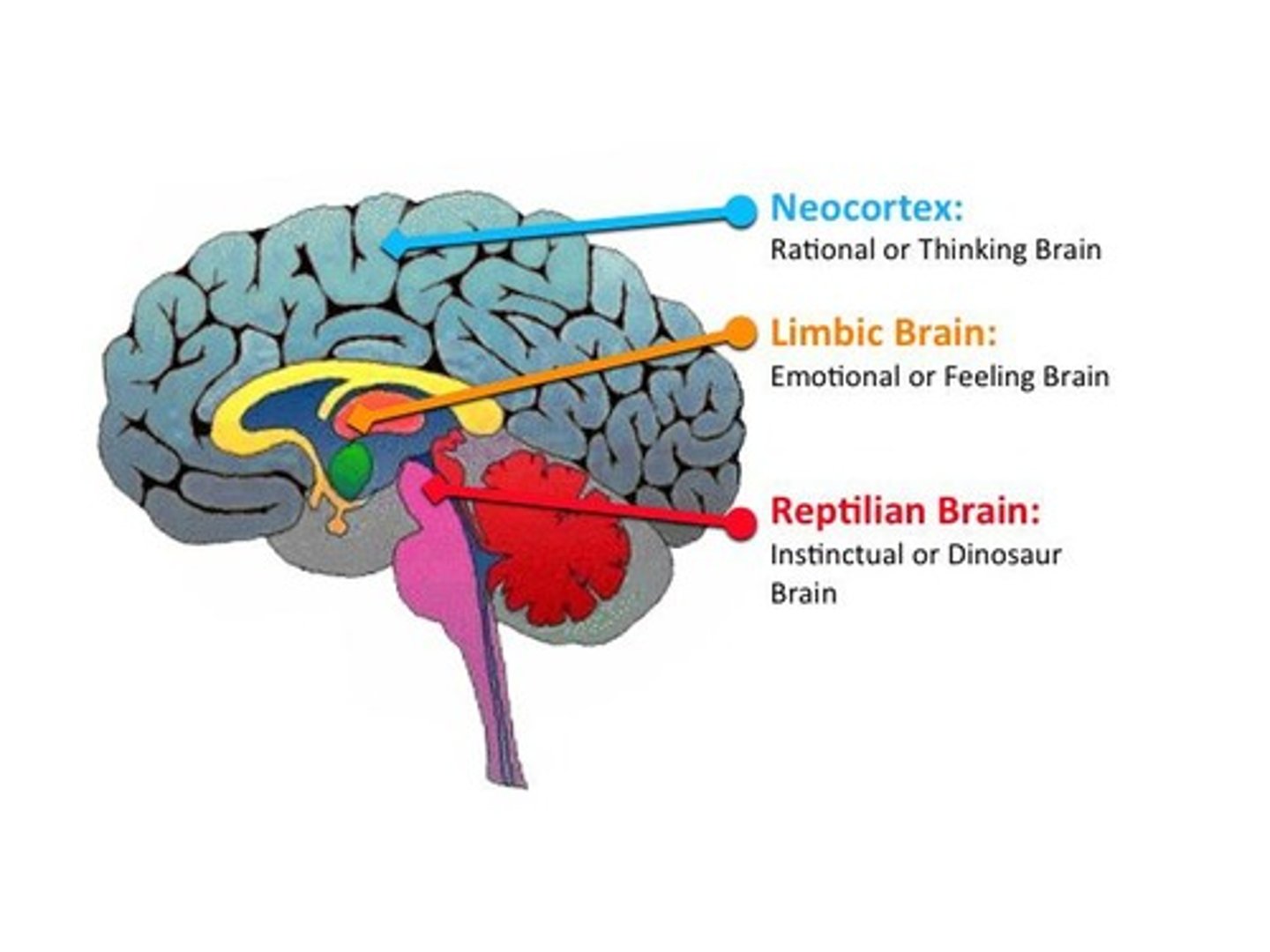 <p>It controls basic emotions such as fear, pleasure, and drives like hunger and care for offspring.</p>