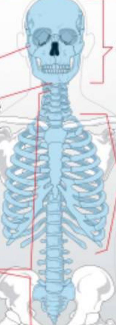 <p>The part of the skeleton composed of bones in the core body, like the skull, ribcage, and vertebra.</p>