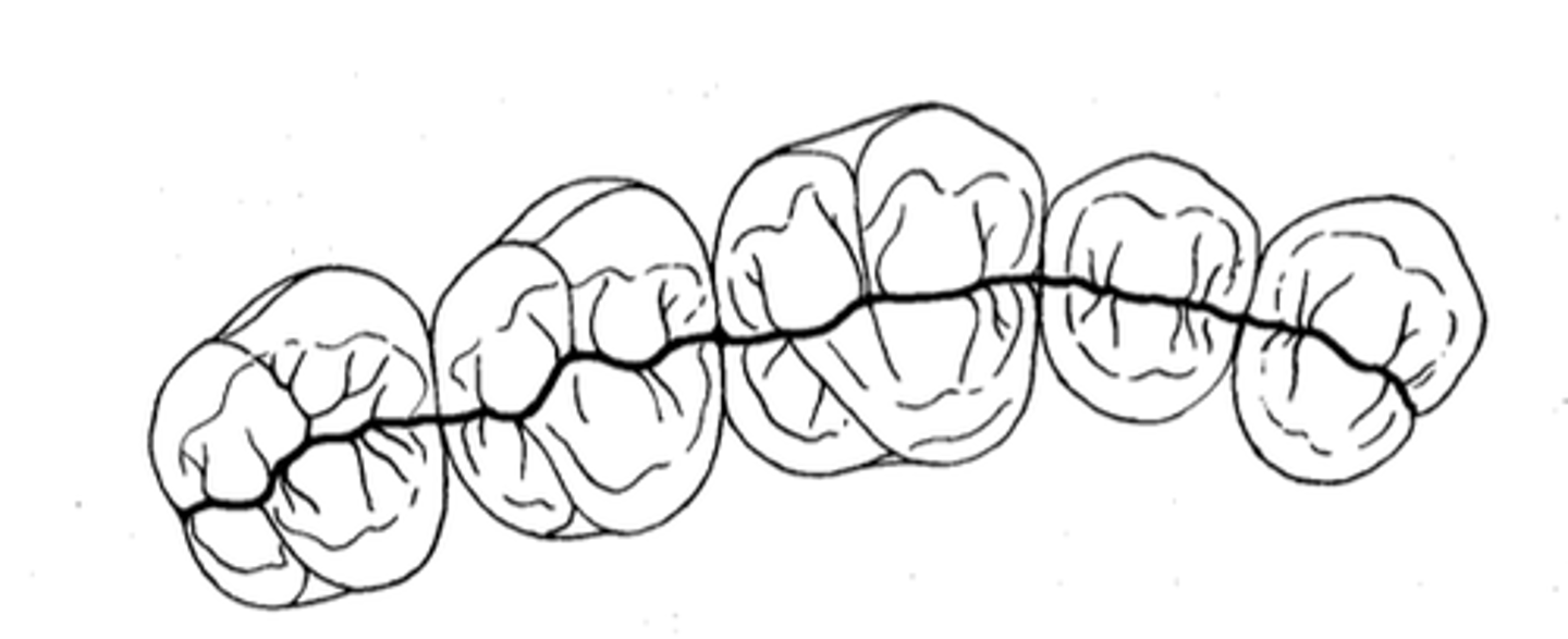 <p>central developmental grooves</p>