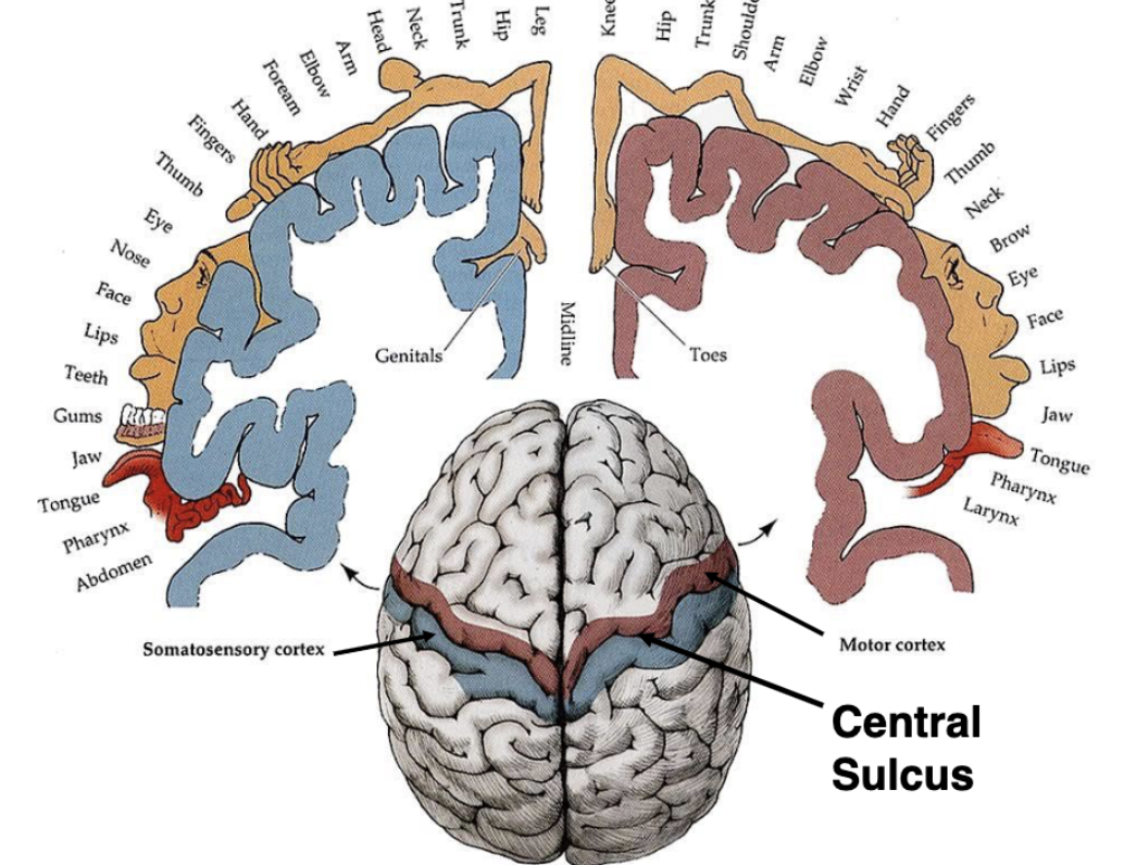 <p>Middle Cerebral Artery is the most commonly occluded vessel in ischemic stroke. Can you predict which brain regions would be affected from occlusion of this vessel?</p>