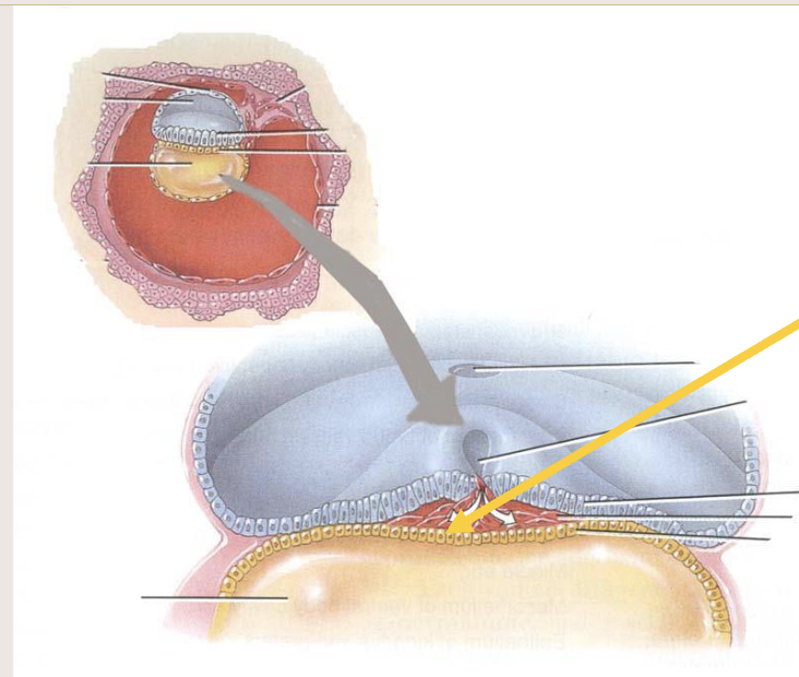 <p>Endoderm</p>