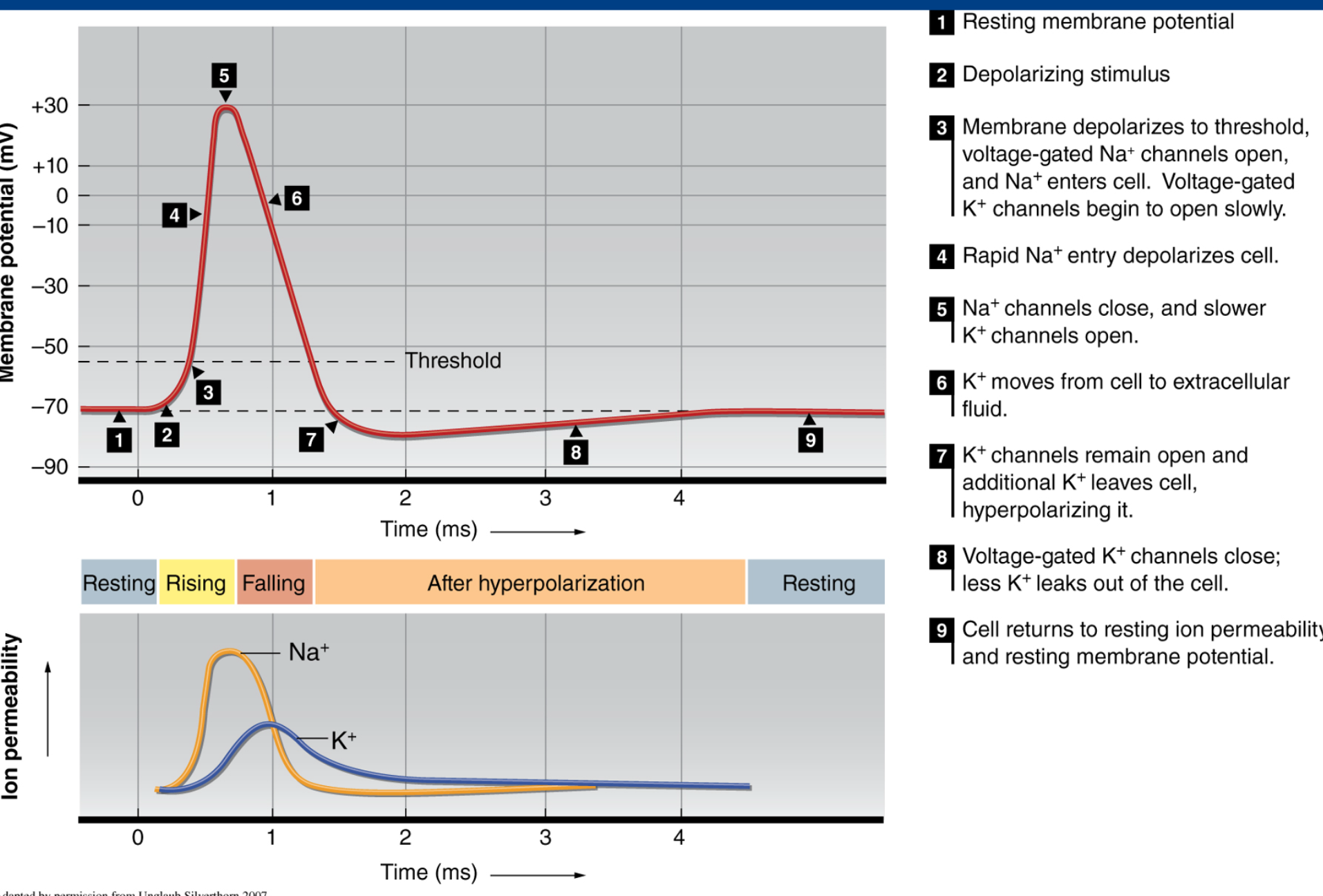 <ol><li><p>Resting membrane potential. Sodium is high on the ECF and Potassium is high on the ICF</p></li><li><p>A stimulus is introduced to the receptor (like a neurotransmitter; take ACH binding to its receptor or example) small amount of depolarization occurs. ion permeabillity of sodium begins to spike as seen below  </p></li><li><p>Depolarization levels are significant enough to reach the threshold.</p></li><li><p>Sodium floods the cell in concert with the opening of the NA+ gates. degree of polarization rises as seen by the mv reading.</p></li><li><p>Sodium channels close. Delayed potassium channels start to open</p></li><li><p>potassium is starting to leave the cell. degree of polarization decreases. As we can see on the ion permiabillity graph, potassium permiabillity is at its highest! Also, with the closing of sodium channels, sodium’s ion permiabillity has started to decrease</p></li><li><p>potassium and sodium have now offically flipped the flop, so much so that membrane potential has gone below baseline! K+ channels remain open, this is what we call hyperpolarization</p></li><li><p>k+ channels begin to close now. ion permiabillity of k+ has decreased.</p></li><li><p>cell returns to resting potential</p></li></ol><p></p>