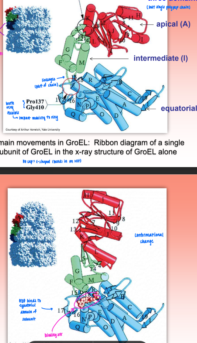 <ul><li><p>cis ring = genetically distinct</p><ul><li><p>induced upon cap binding</p></li></ul></li><li><p>trans ring = no cap = thinner</p></li><li><p>widths are of ring are the same w/out cap</p></li><li><p>binding: induces conf change of all 7 subunits = leads to overall change (elongation)</p><ul><li><p>C-shaped structure → elongated struc</p></li></ul></li><li><p>each of 7 subunits have 3 domains (made of 1 polypep chain)</p><ul><li><p>contain apical domain, intermed domain (linkages), and equatorial domain)</p><ul><li><p>equatorial domain imparts mobility via Pro and Gly residues</p></li><li><p><strong>ADP binds to equatorial</strong></p></li></ul></li></ul></li></ul><p></p>