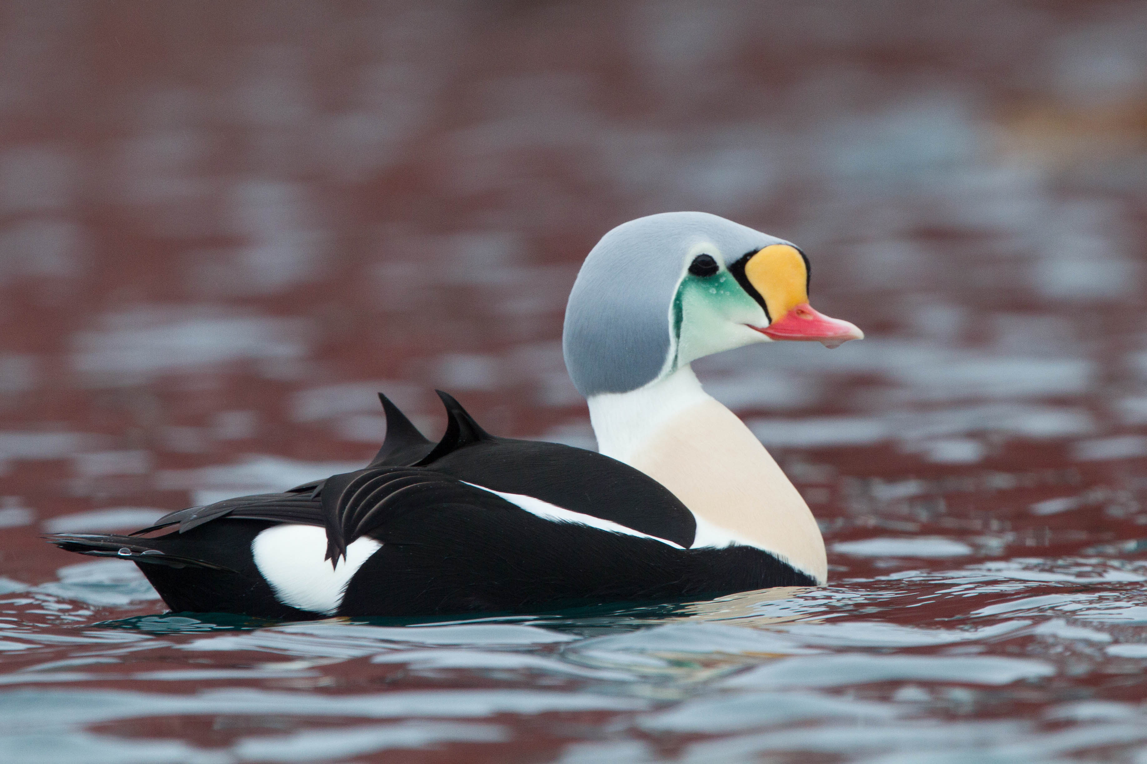 <ul><li><p>avant de l’oiseaux blancs</p></li><li><p>une bande blanches</p></li><li><p>bec qui remonte sur la tête jaune</p></li><li><p>arrières blanc</p></li></ul><p></p>