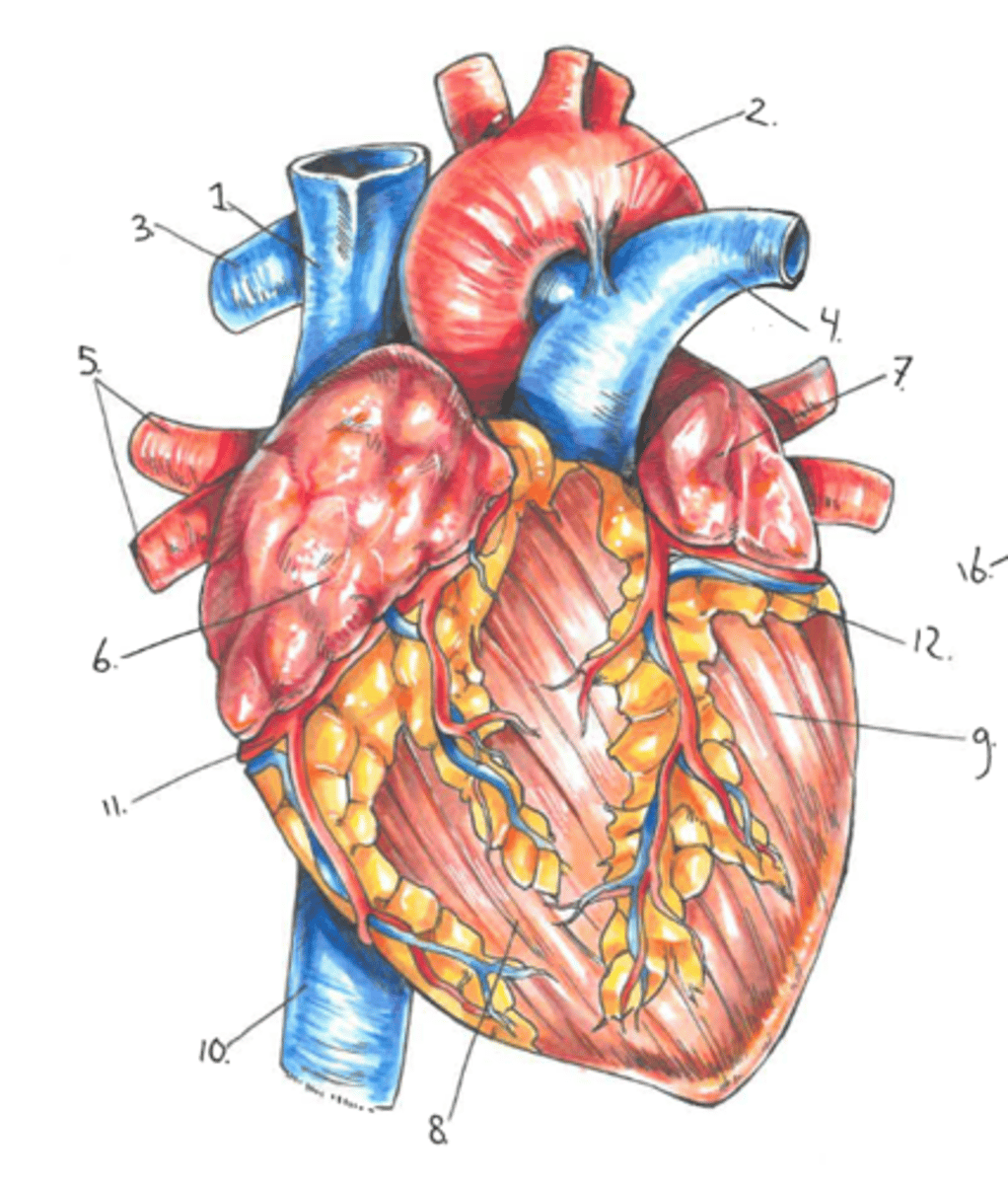 hart anatomie | Quizlet Flashcards | Knowt