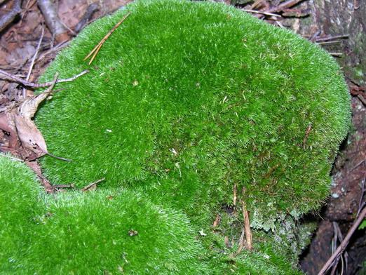 <p>przykład Bryophyta, Bryopsida, ma bardzo zwartą budowę</p>