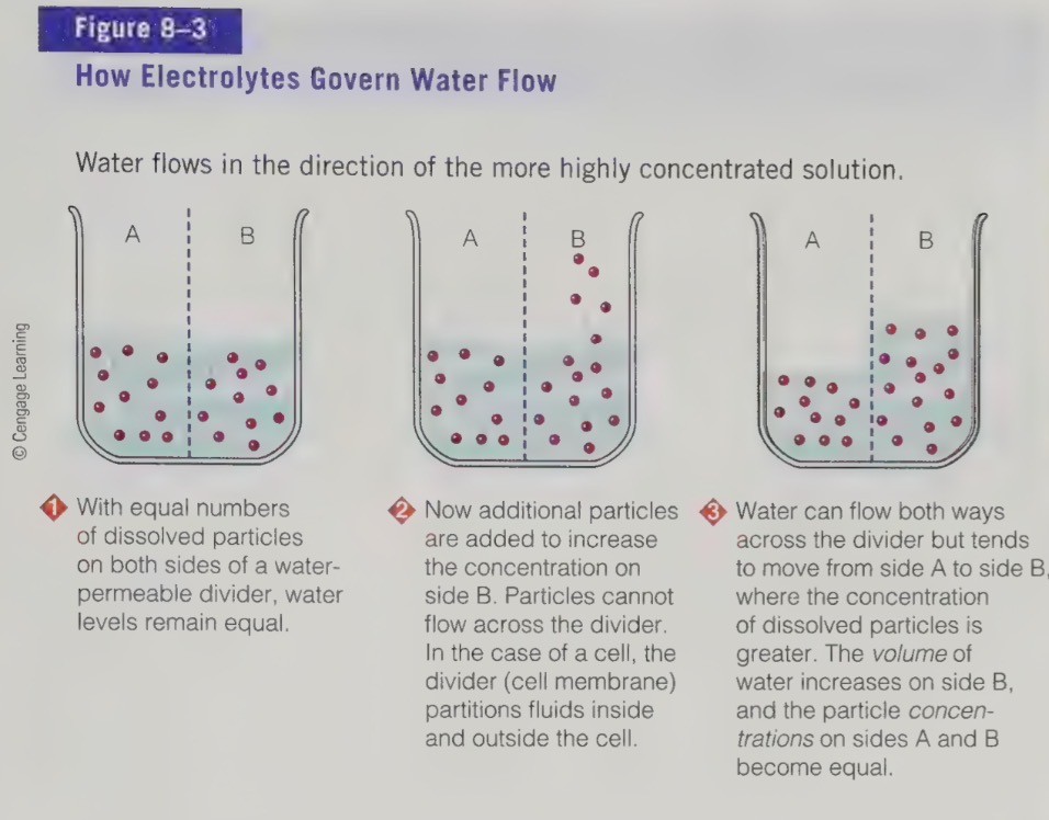 <ul><li><p>on either side of a water permeable membrane, the water flows onwards the more concentrated side to equal concentrations </p></li><li><p>process also occurs in body</p></li><li><p>to control flow of water, body must use energy to move the electrolytes from one compartment to another </p></li><li><p>transport of proteins in cell membrane that form pumps to move mineral ions across the cell membranes</p></li><li><p>as a result we have fluid and electrolyte balance occurs </p></li></ul><p></p>