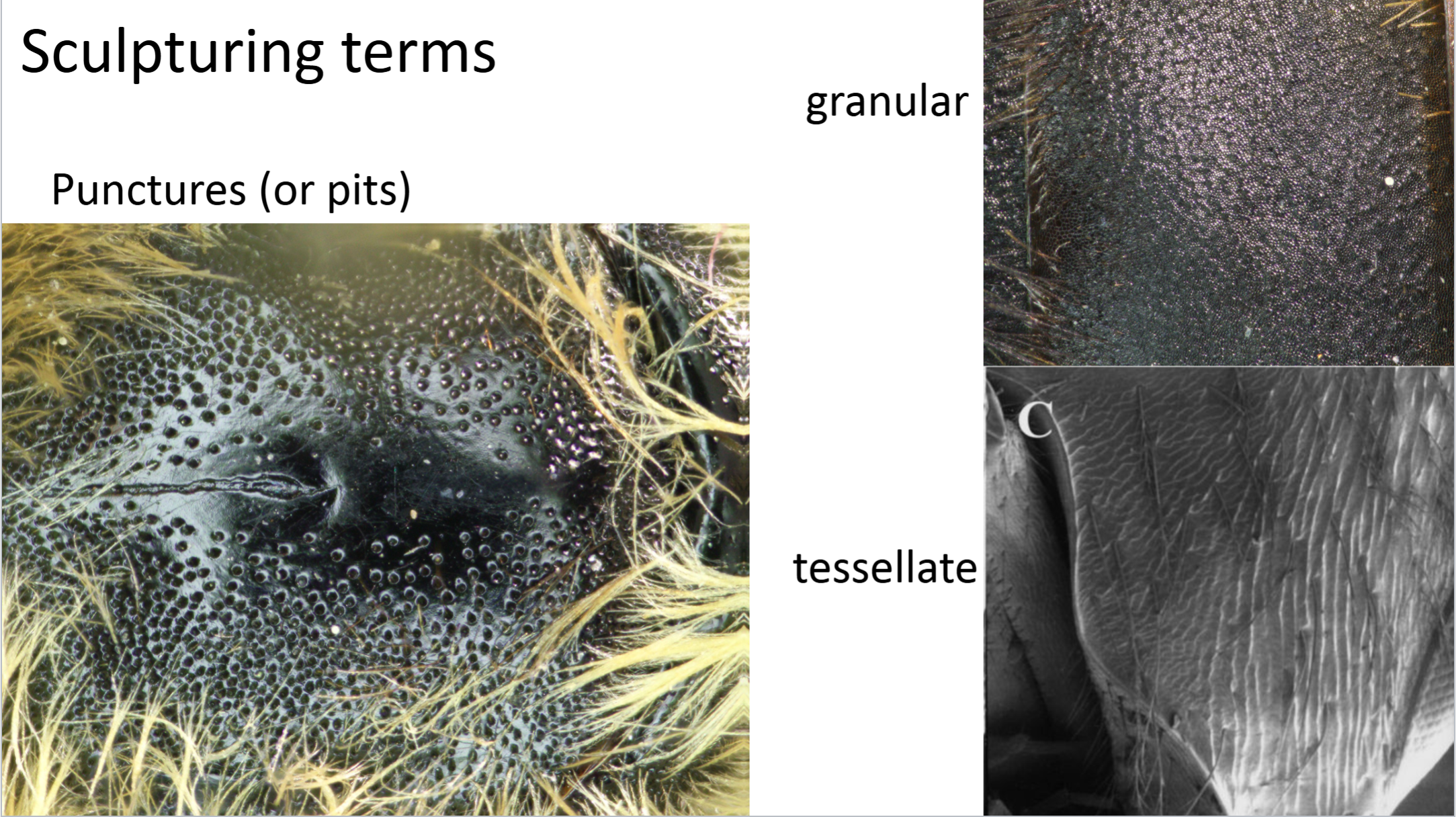 <p>Punctures/pits</p><p>Granular (rough, less shiny) </p><p>Tessellate (patterned, streaked)</p>