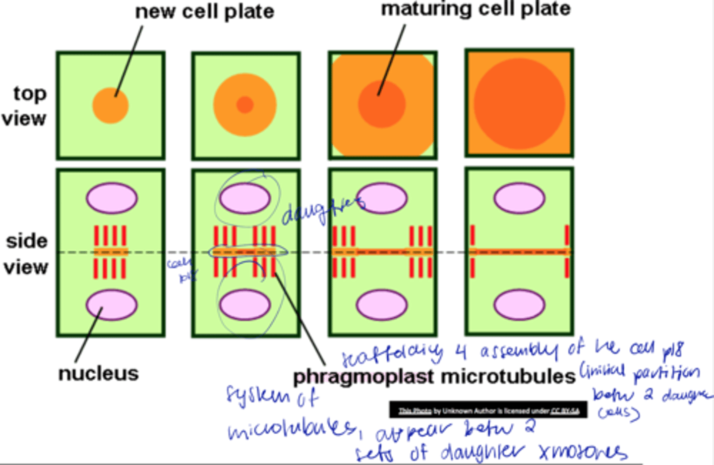 <p>origin of cell wall</p>