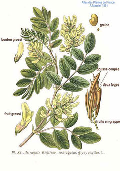 <p>édeslevelű csüdfű</p>